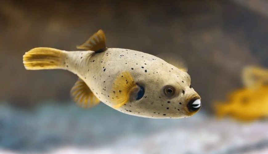 Marsa Alam Blackspotted Puffer (Arothron nigropunctatus) on Reef – Sambo Divers