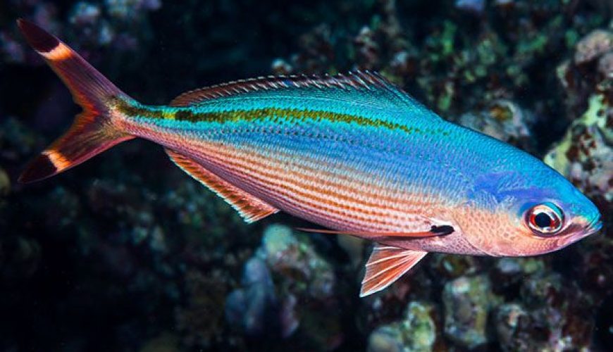 Marsa Alam Fusiliers (Caesio spp.) School on Reef Wall – Sambo Divers