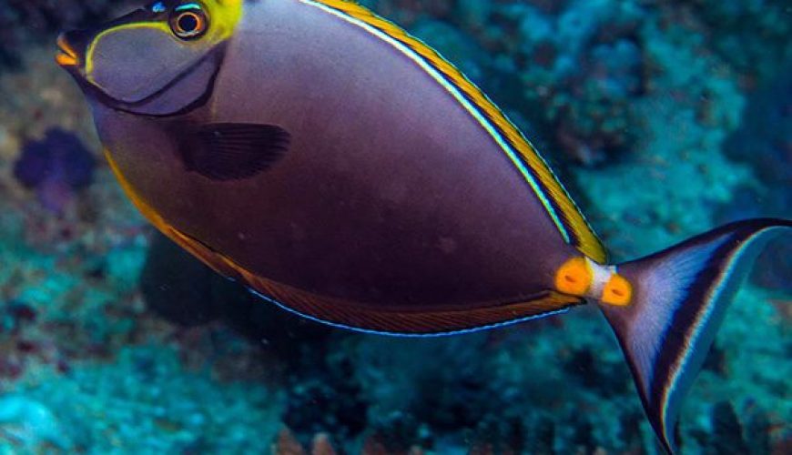 Marsa Alam Orangespine Unicornfish (Naso lituratus) on Reef – Sambo Divers
