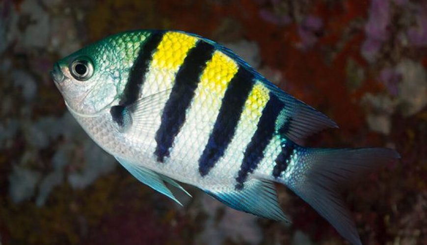 Marsa Alam Sergeant Major (Abudefduf vaigiensis) on Coral – Sambo Divers