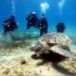 A diver watches from a respectful distance as a sea turtle glides through the water at a protected site in Marsa Alam.