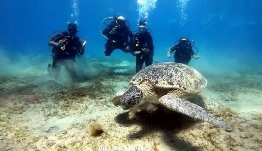 A diver watches from a respectful distance as a sea turtle glides through the water at a protected site in Marsa Alam.
