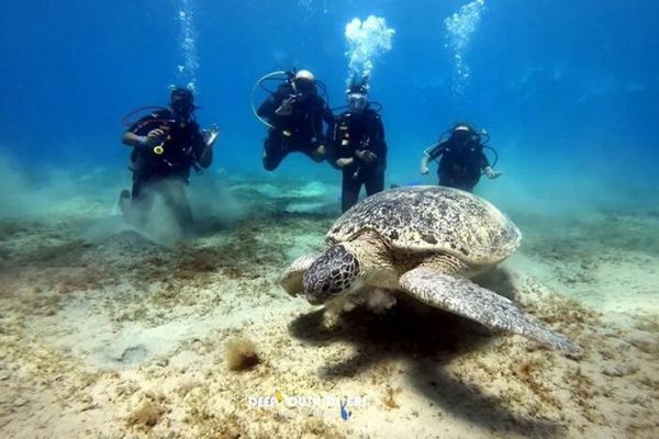 A diver watches from a respectful distance as a sea turtle glides through the water at a protected site in Marsa Alam.