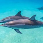 A large pod of wild spinner dolphins jumps and swims near a diver at Sataya Reef in Marsa Alam.