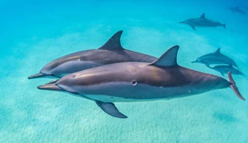 A large pod of wild spinner dolphins jumps and swims near a diver at Sataya Reef in Marsa Alam.