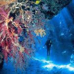 A diver floats along the dramatic, deep walls of Elphinstone Reef, adorned with vibrant soft corals and gorgonian fans.