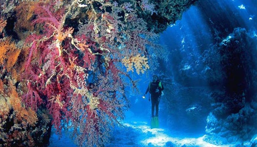 A diver floats along the dramatic, deep walls of Elphinstone Reef, adorned with vibrant soft corals and gorgonian fans.