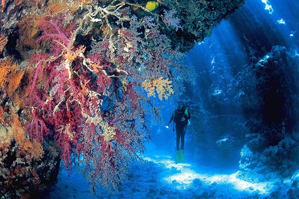 A diver floats along the dramatic, deep walls of Elphinstone Reef, adorned with vibrant soft corals and gorgonian fans.