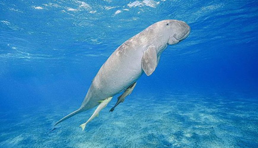 A gentle dugong, or 'sea cow,' swims gracefully over the seagrass beds of Marsa Mubarak in Marsa Alam.