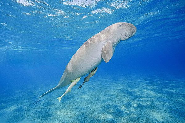 A gentle dugong, or 'sea cow,' swims gracefully over the seagrass beds of Marsa Mubarak in Marsa Alam.