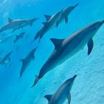 A large pod of spinner dolphins gracefully swims in the turquoise lagoon of Shaab Samadai (Dolphin House) in Marsa Alam.