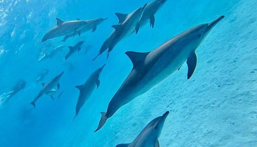 A large pod of spinner dolphins gracefully swims in the turquoise lagoon of Shaab Samadai (Dolphin House) in Marsa Alam.