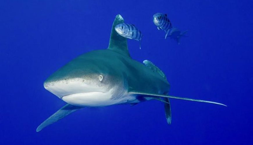 A breathtaking school of hammerhead sharks rises from the depths at Daedalus Reef in Marsa Alam, Egypt.