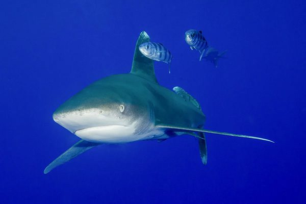 A breathtaking school of hammerhead sharks rises from the depths at Daedalus Reef in Marsa Alam, Egypt.