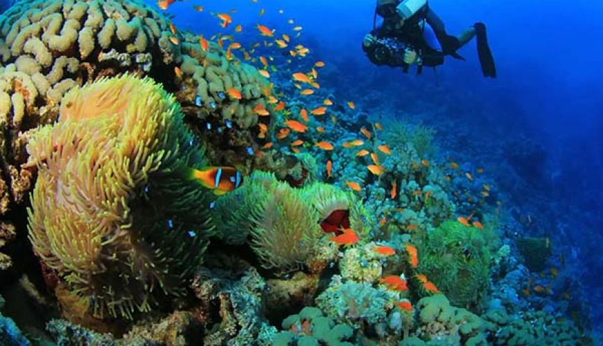 An aerial view of the famous Daedalus Reef and its lighthouse, a remote and legendary dive site in Marsa Alam's Deep South.