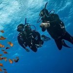 Dugong swimming over seagrass in Marsa Mubarak, illustrating the best time for diving in Marsa Alam, Red Sea.