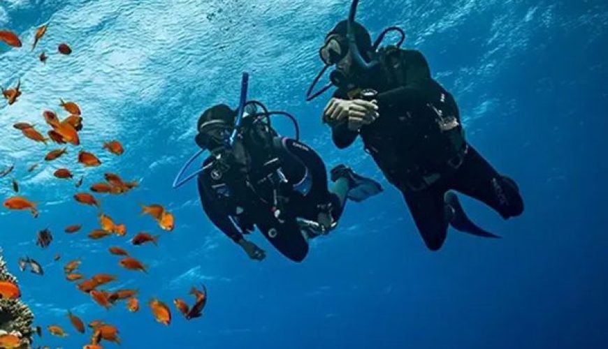 Dugong swimming over seagrass in Marsa Mubarak, illustrating the best time for diving in Marsa Alam, Red Sea.