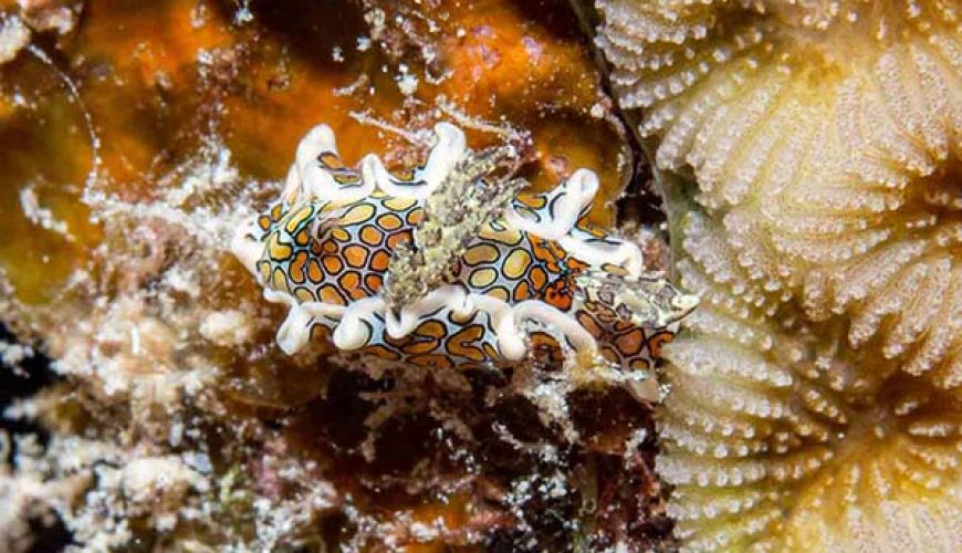 A vibrant, colorful nudibranch crawls along a coral branch, a popular find for macro diving in Marsa Alam.