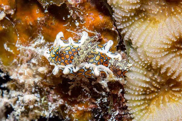 A vibrant, colorful nudibranch crawls along a coral branch, a popular find for macro diving in Marsa Alam.