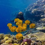 Comparison of diving in Marsa Alam (Dugong/Sharks) and Hurghada (Wrecks/Boat traffic) to determine the best Red Sea dive destination.