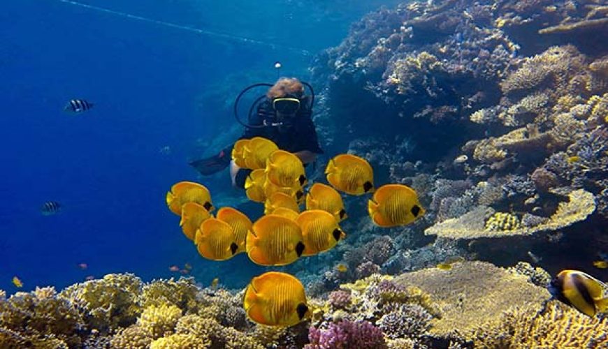Comparison of diving in Marsa Alam (Dugong/Sharks) and Hurghada (Wrecks/Boat traffic) to determine the best Red Sea dive destination.
