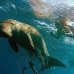 A snorkeler observing a large Green Sea Turtle from the surface while a scuba diver approaches from below at Marsa Mubarak, Red Sea.