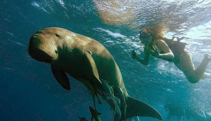 A snorkeler observing a large Green Sea Turtle from the surface while a scuba diver approaches from below at Marsa Mubarak, Red Sea.
